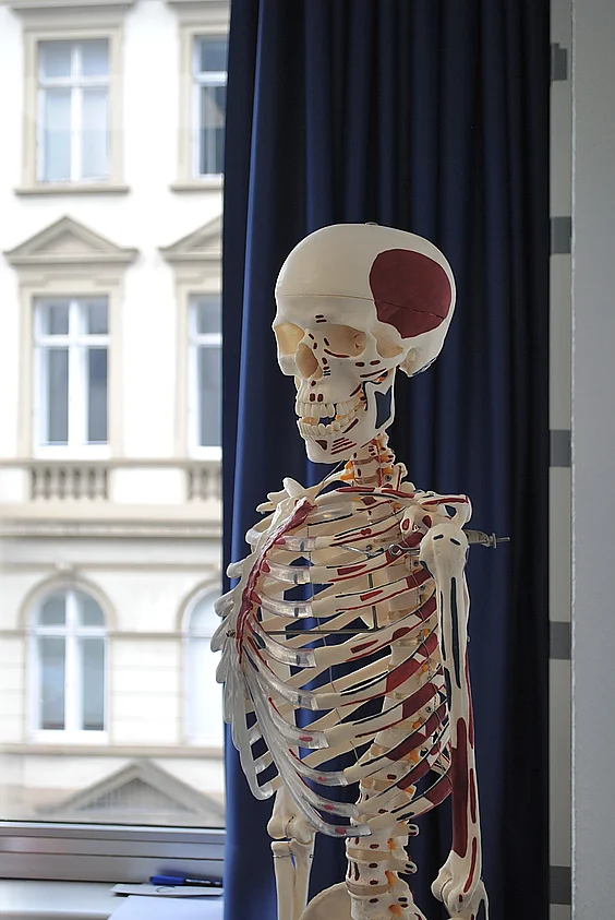 Pflegeunterricht: Skelettmodell am Fenster